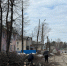 Обрезка деревьев на ул. Гагарина - Pesochnya40.Com