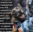 Вакантная должность полицейского (кинолога) МОМВД России «Кировский». - Администрация Кировского района