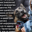 Вакантная должность полицейского (кинолога) МОМВД России «Кировский». - Администрация Кировского района